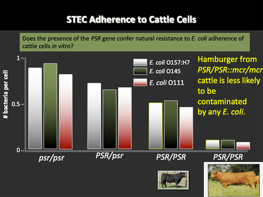 Red Poll cattle STEC chart