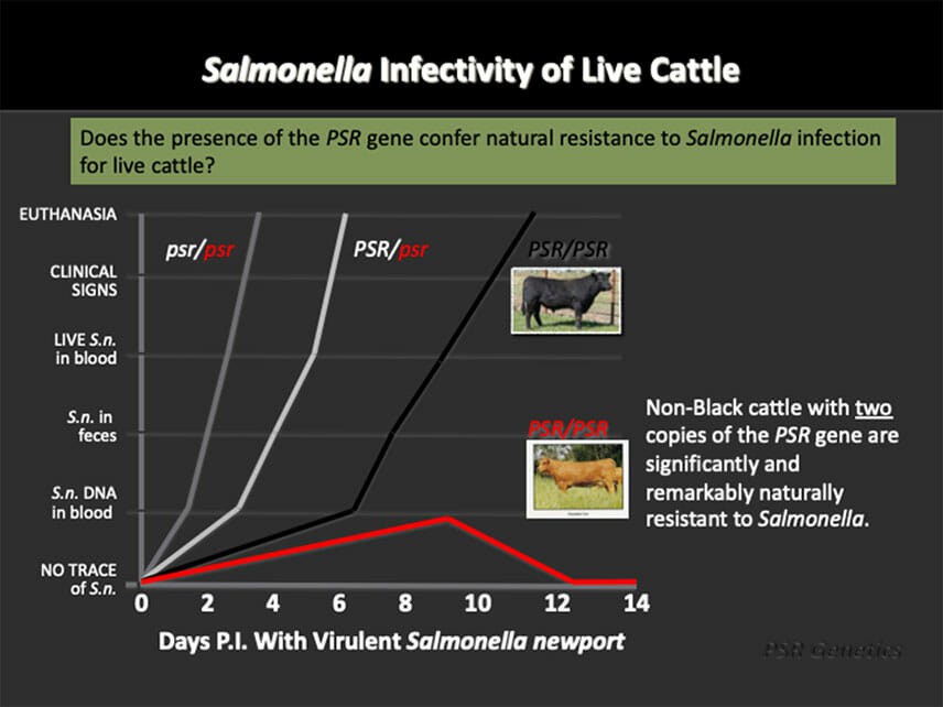 Red Polls beef cattle chart showing resistance to Salmonella