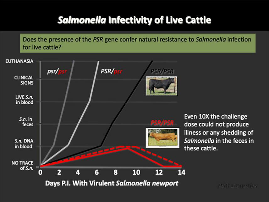 Red Polls beef cattle breed comparision chart showing resistance to Salmonella