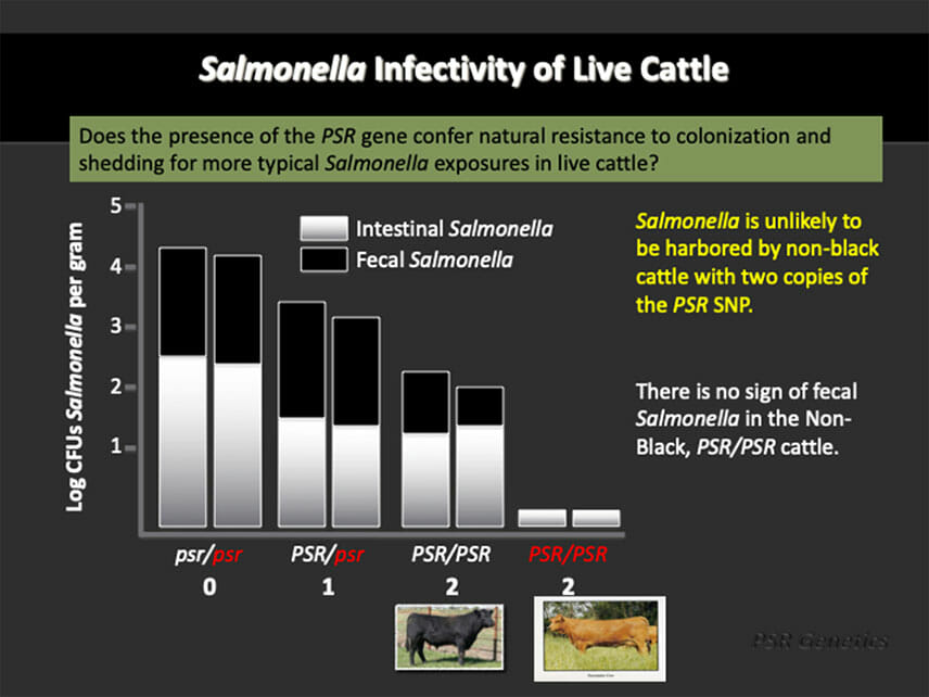 Red Polls cattle gene comparision chart showing resistance to Salmonella