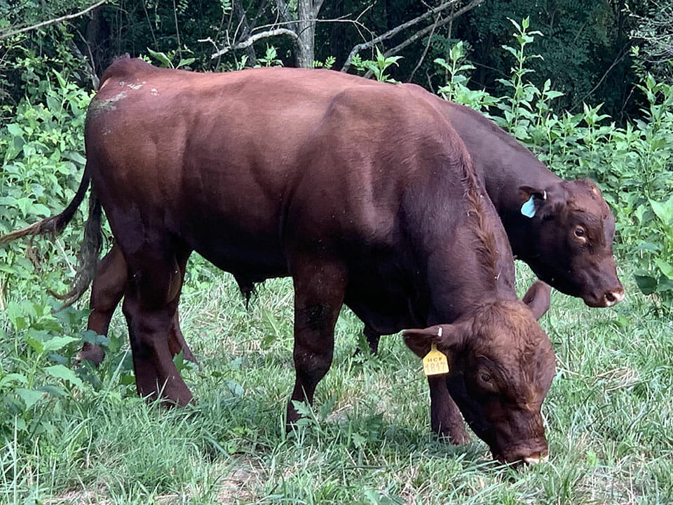 Organic grass-fed red poll beef cattle - two bulls