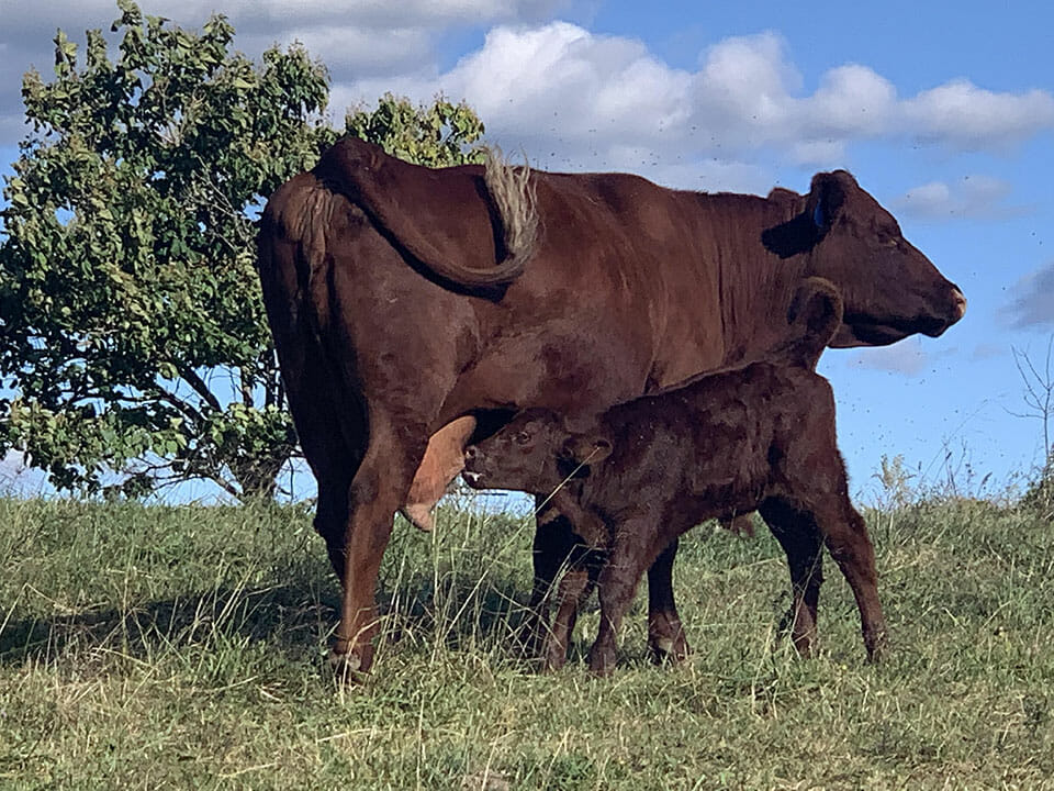Organic grass-fed red poll beef cattle - cow with young calf