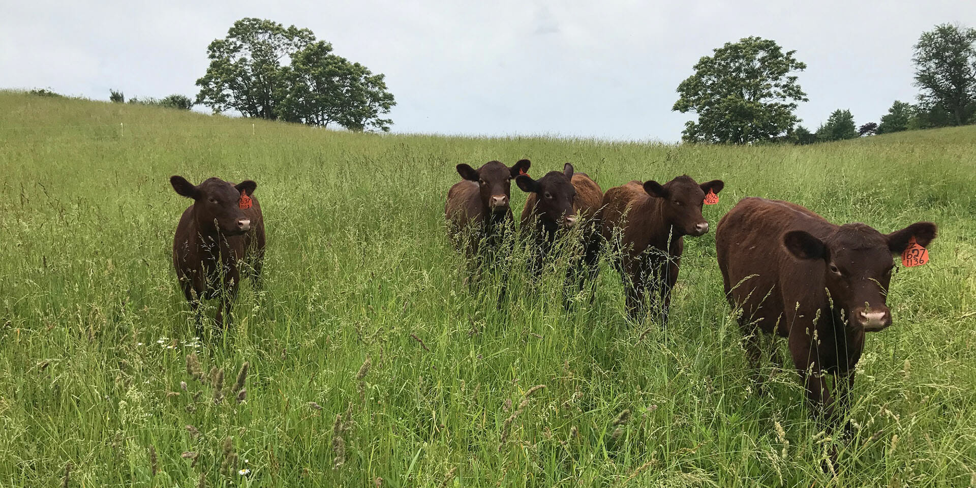 Red Poll cattle in Virginia field